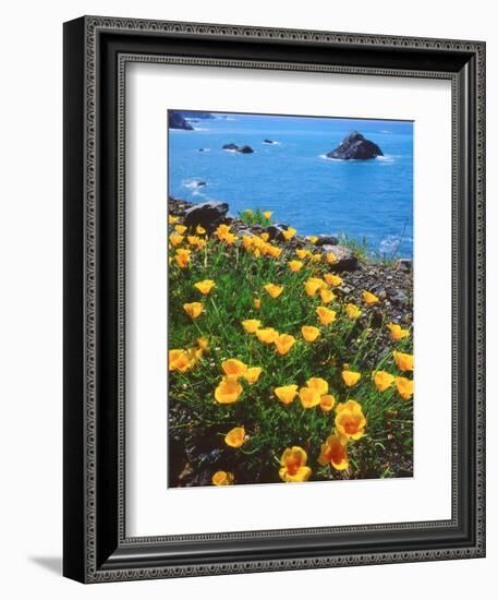 USA, California, Poppies Along the Pacific Coast-Jaynes Gallery-Framed Photographic Print