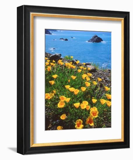 USA, California, Poppies Along the Pacific Coast-Jaynes Gallery-Framed Photographic Print