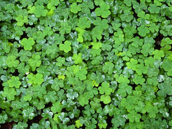 Usa California Prairie Creek Redwoods State Park Spring Growth Of Wood Sorrel After A Rain Photographic Print John Barger Art Com