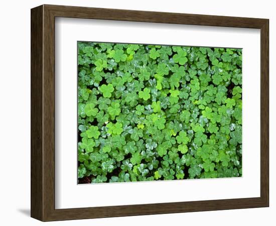 USA, California, Prairie Creek Redwoods State Park, Spring Growth of Wood Sorrel after a Rain-John Barger-Framed Photographic Print