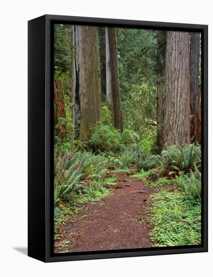 USA, California, Prairie Creek Redwoods State Park, Trail Leads Through Redwood Forest in Spring-John Barger-Framed Premier Image Canvas