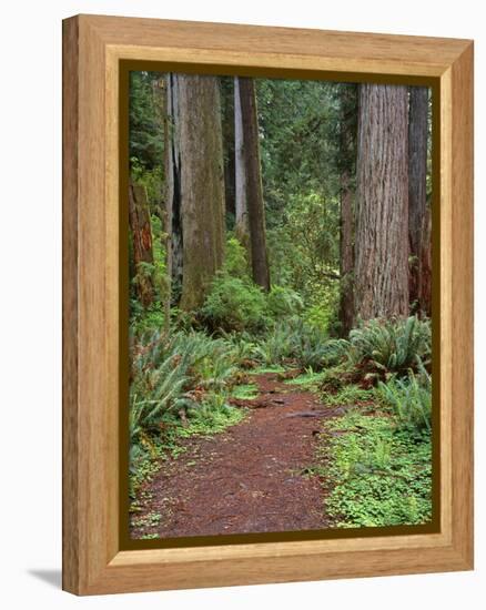 USA, California, Prairie Creek Redwoods State Park, Trail Leads Through Redwood Forest in Spring-John Barger-Framed Premier Image Canvas