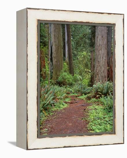 USA, California, Prairie Creek Redwoods State Park, Trail Leads Through Redwood Forest in Spring-John Barger-Framed Premier Image Canvas