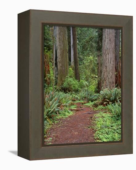 USA, California, Prairie Creek Redwoods State Park, Trail Leads Through Redwood Forest in Spring-John Barger-Framed Premier Image Canvas