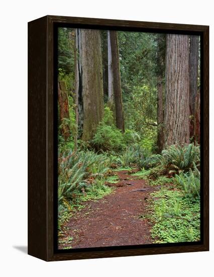 USA, California, Prairie Creek Redwoods State Park, Trail Leads Through Redwood Forest in Spring-John Barger-Framed Premier Image Canvas