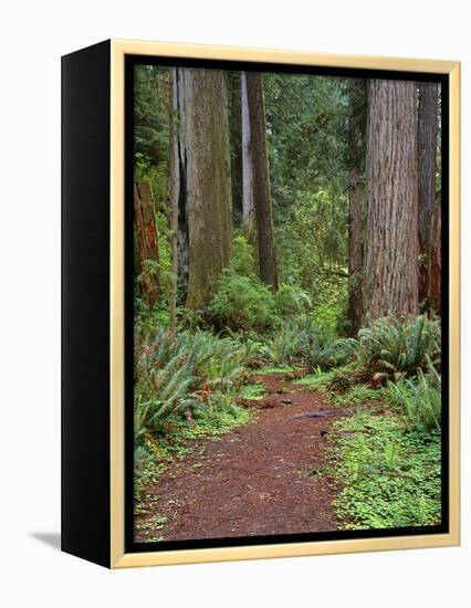 USA, California, Prairie Creek Redwoods State Park, Trail Leads Through Redwood Forest in Spring-John Barger-Framed Premier Image Canvas