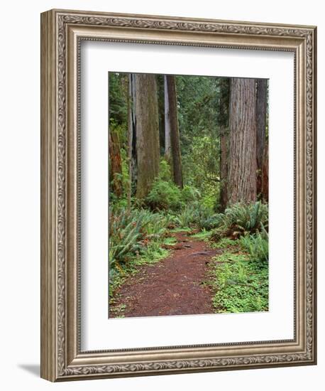 USA, California, Prairie Creek Redwoods State Park, Trail Leads Through Redwood Forest in Spring-John Barger-Framed Photographic Print