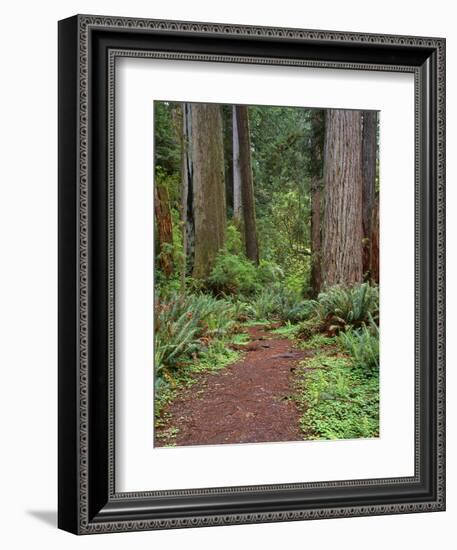 USA, California, Prairie Creek Redwoods State Park, Trail Leads Through Redwood Forest in Spring-John Barger-Framed Photographic Print