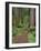 USA, California, Prairie Creek Redwoods State Park, Trail Leads Through Redwood Forest in Spring-John Barger-Framed Photographic Print