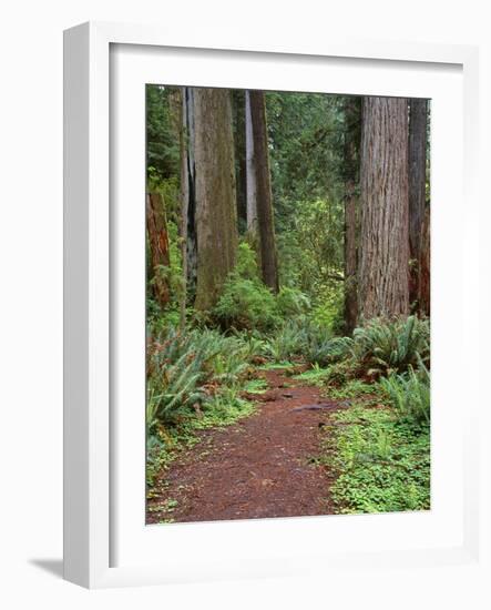 USA, California, Prairie Creek Redwoods State Park, Trail Leads Through Redwood Forest in Spring-John Barger-Framed Photographic Print