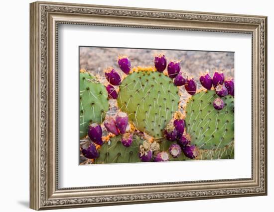 USA, California. Prickly pear cactus, purple color of 'pears' (aka tunas) indicates drought,-Alison Jones-Framed Photographic Print