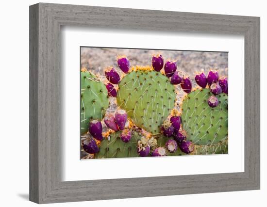 USA, California. Prickly pear cactus, purple color of 'pears' (aka tunas) indicates drought,-Alison Jones-Framed Photographic Print