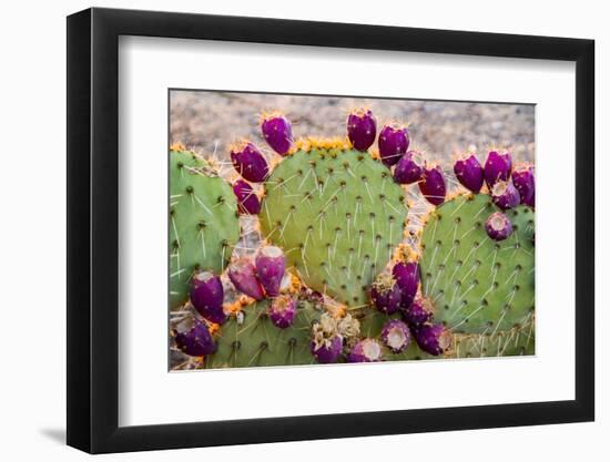 USA, California. Prickly pear cactus, purple color of 'pears' (aka tunas) indicates drought,-Alison Jones-Framed Photographic Print