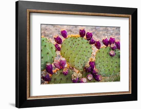 USA, California. Prickly pear cactus, purple color of 'pears' (aka tunas) indicates drought,-Alison Jones-Framed Photographic Print