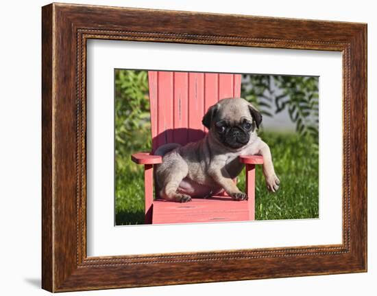 USA, California. Pug puppy slouching on a little red lawn chair.-Zandria Muench Beraldo-Framed Photographic Print