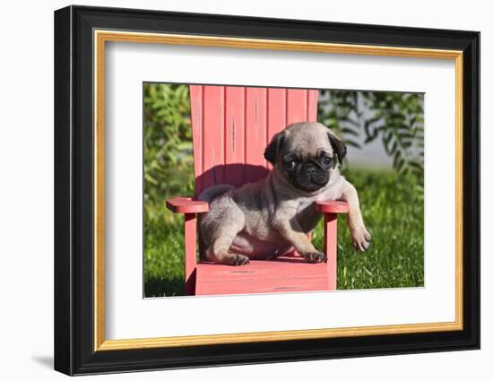 USA, California. Pug puppy slouching on a little red lawn chair.-Zandria Muench Beraldo-Framed Photographic Print