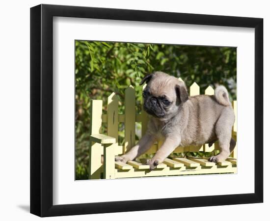 USA, California. Pug puppy standing on yellow bench.-Zandria Muench Beraldo-Framed Photographic Print