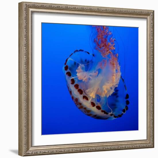 Usa, California. Purple striped jellyfish glides gracefully at the Monterey Aquarium.-Betty Sederquist-Framed Photographic Print