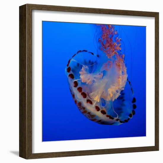 Usa, California. Purple striped jellyfish glides gracefully at the Monterey Aquarium.-Betty Sederquist-Framed Photographic Print