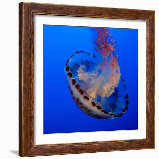 Usa, California. Purple striped jellyfish glides gracefully at the Monterey Aquarium.-Betty Sederquist-Framed Photographic Print