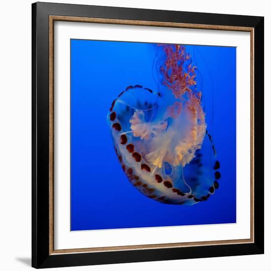 Usa, California. Purple striped jellyfish glides gracefully at the Monterey Aquarium.-Betty Sederquist-Framed Photographic Print