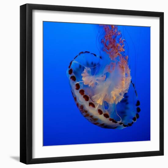 Usa, California. Purple striped jellyfish glides gracefully at the Monterey Aquarium.-Betty Sederquist-Framed Photographic Print