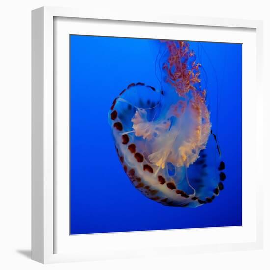 Usa, California. Purple striped jellyfish glides gracefully at the Monterey Aquarium.-Betty Sederquist-Framed Photographic Print