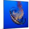 Usa, California. Purple striped jellyfish glides gracefully at the Monterey Aquarium.-Betty Sederquist-Mounted Photographic Print