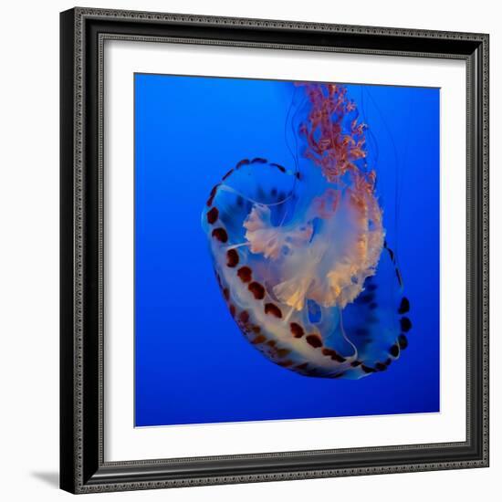 Usa, California. Purple striped jellyfish glides gracefully at the Monterey Aquarium.-Betty Sederquist-Framed Photographic Print