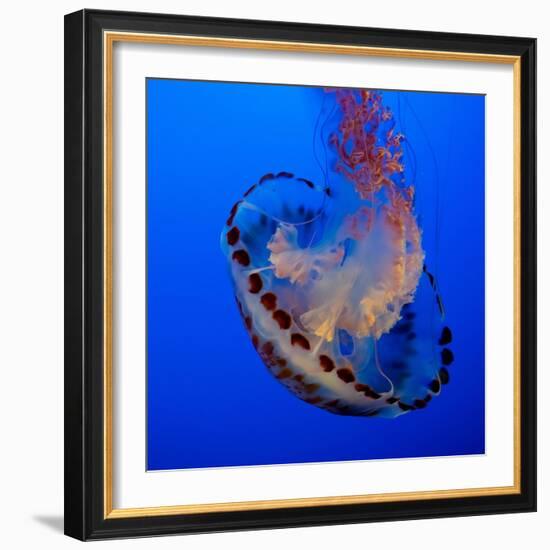 Usa, California. Purple striped jellyfish glides gracefully at the Monterey Aquarium.-Betty Sederquist-Framed Photographic Print