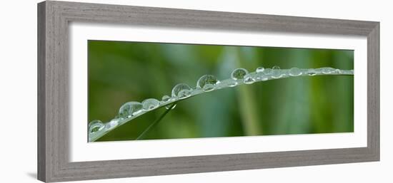 Usa, California. Raindrops crowd this grass blade in Lotus, California.-Betty Sederquist-Framed Photographic Print