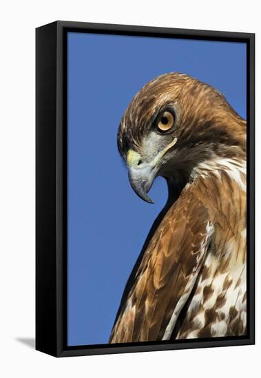 USA, California. Red-shouldered hawk portrait.-Jaynes Gallery-Framed Premier Image Canvas