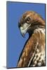 USA, California. Red-shouldered hawk portrait.-Jaynes Gallery-Mounted Photographic Print