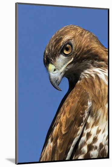 USA, California. Red-shouldered hawk portrait.-Jaynes Gallery-Mounted Photographic Print