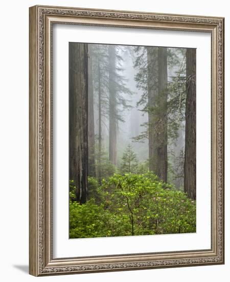 USA, California, Redwood National and State Parks. Blooming rhododendrons and stately redwoods in f-Ann Collins-Framed Photographic Print