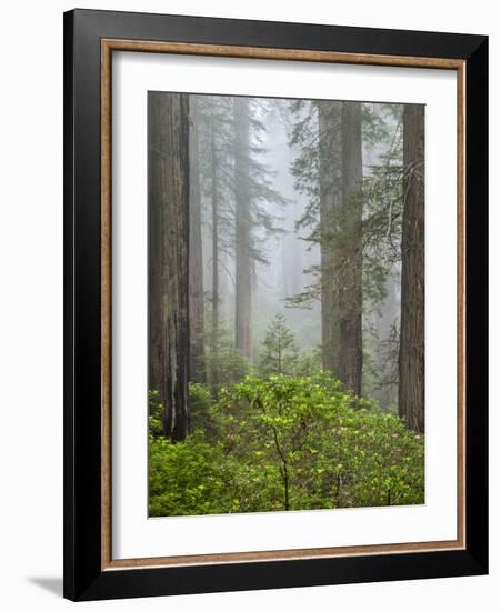 USA, California, Redwood National and State Parks. Blooming rhododendrons and stately redwoods in f-Ann Collins-Framed Photographic Print