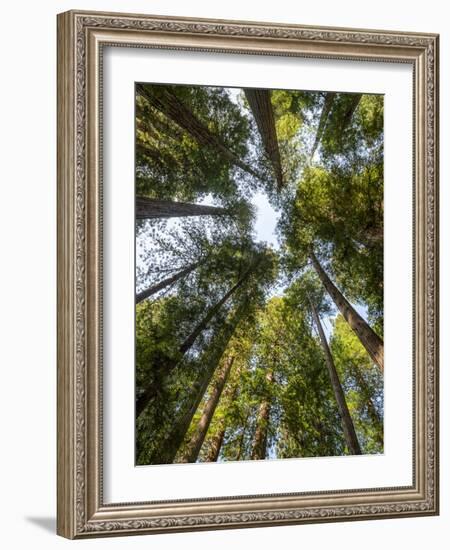 USA, California, Redwood National and State Parks. Redwood grove in Jedediah Smith Redwoods State P-Ann Collins-Framed Photographic Print