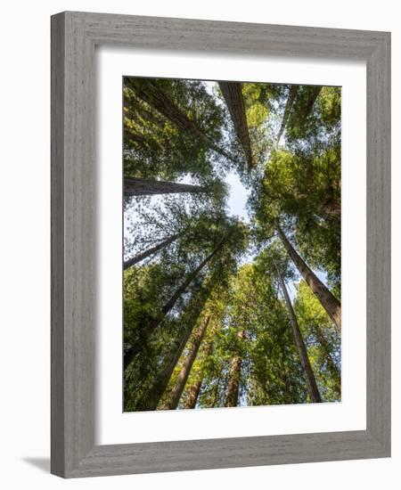 USA, California, Redwood National and State Parks. Redwood grove in Jedediah Smith Redwoods State P-Ann Collins-Framed Photographic Print