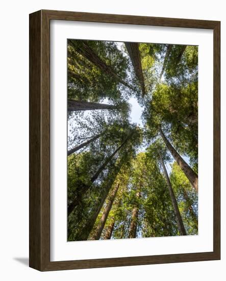 USA, California, Redwood National and State Parks. Redwood grove in Jedediah Smith Redwoods State P-Ann Collins-Framed Photographic Print