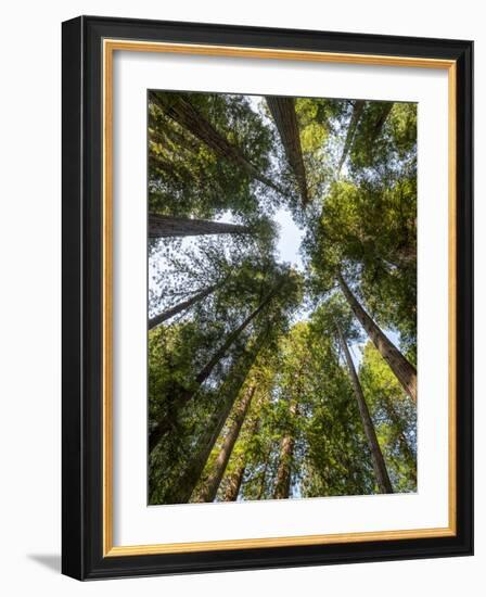 USA, California, Redwood National and State Parks. Redwood grove in Jedediah Smith Redwoods State P-Ann Collins-Framed Photographic Print