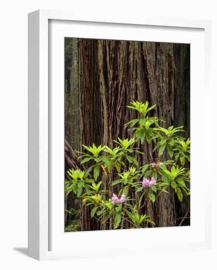 USA, California, Redwood National and State Parks. Redwood trees and blooming rhododendrons-Ann Collins-Framed Photographic Print