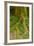 USA, California, Redwoods National Park. Clover at Tree Base-Cathy & Gordon Illg-Framed Photographic Print