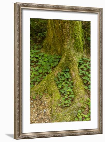 USA, California, Redwoods National Park. Clover at Tree Base-Cathy & Gordon Illg-Framed Photographic Print