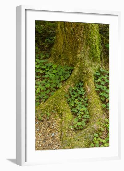 USA, California, Redwoods National Park. Clover at Tree Base-Cathy & Gordon Illg-Framed Photographic Print