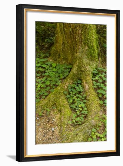 USA, California, Redwoods National Park. Clover at Tree Base-Cathy & Gordon Illg-Framed Photographic Print