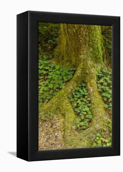 USA, California, Redwoods National Park. Clover at Tree Base-Cathy & Gordon Illg-Framed Premier Image Canvas