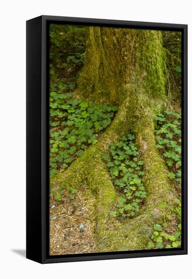 USA, California, Redwoods National Park. Clover at Tree Base-Cathy & Gordon Illg-Framed Premier Image Canvas