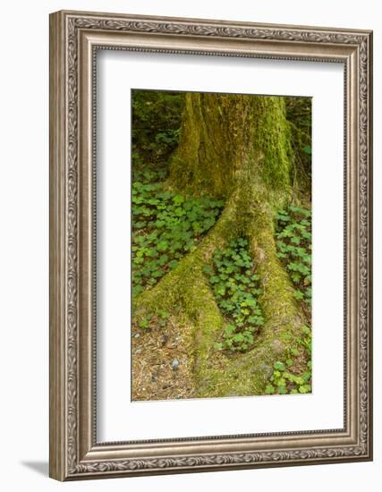 USA, California, Redwoods National Park. Clover at Tree Base-Cathy & Gordon Illg-Framed Photographic Print