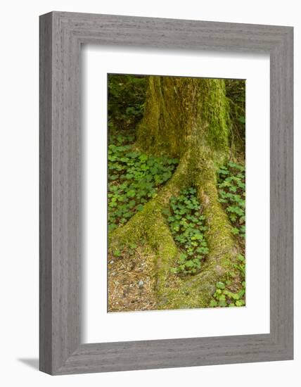 USA, California, Redwoods National Park. Clover at Tree Base-Cathy & Gordon Illg-Framed Photographic Print