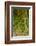 USA, California, Redwoods National Park. Clover at Tree Base-Cathy & Gordon Illg-Framed Photographic Print